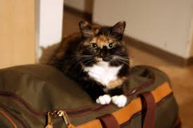 Choosing A Good Pet Moving Company